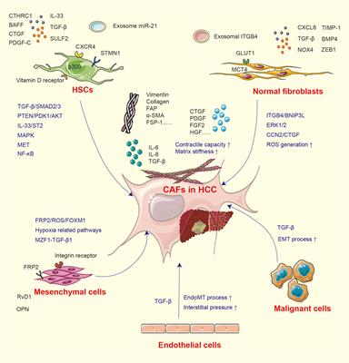 The Role of Cancer-Associated Fibroblasts in Hepatocellular Carcinoma and the Value of Traditional Chinese Medicine Treatment